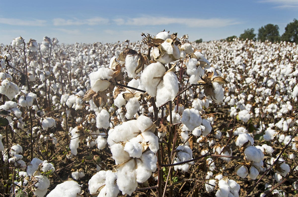 Estados Unidos extiende su prohibición al algodón chino ante evidencias de prácticas esclavistas Estados Unidos extiende su prohibición al algodón chino ante evidencias de prácticas esclavistas